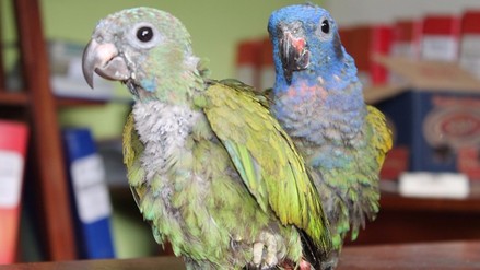 Psittacosis in Parrots